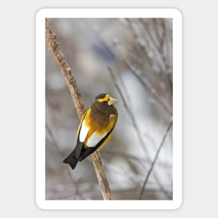 Evening Grosbeak - Algonquin Park Sticker